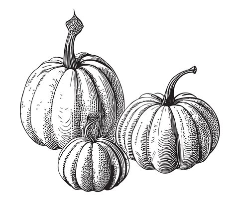 Pumpkins Retro Sketch Hand Drawn Vector Illustration Thanksgiving Day 30048685 Vector Art at ...