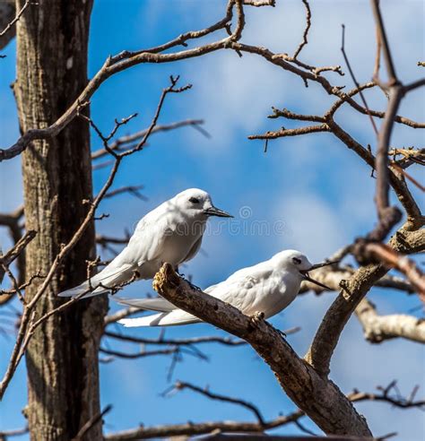 Bird Fernando De Noronha Brazil Stock Photo - Image of sancho, branch: 57989906