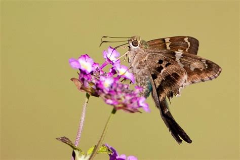 Long-tailed Skipper | Long-tailed Skipper Bonifay, Florida 1… | BJ ...