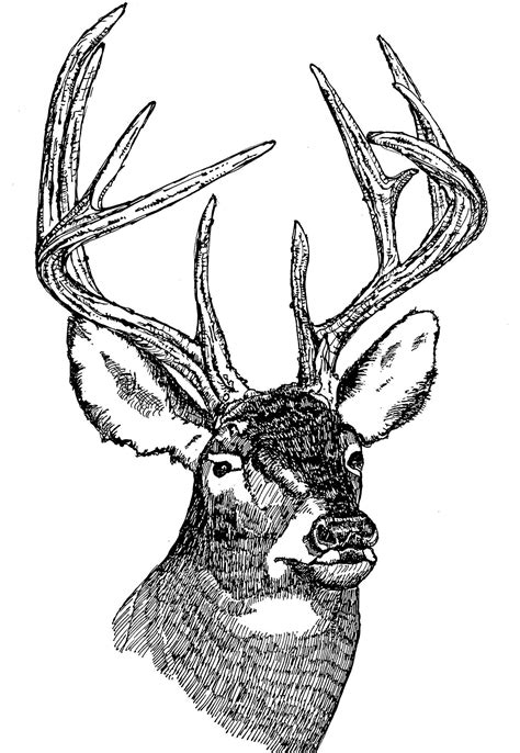 Free picture: white tailed, deer, head, illustration