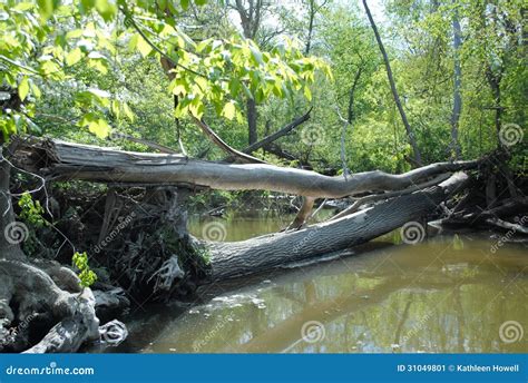 Log Jam stock image. Image of nature, tree, roots, bark - 31049801