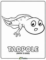 Tadpole Coloring Pages sketch template
