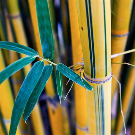 The best of clumping bamboo | Better Homes and Gardens