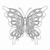 Butterfly Coloring Page For Adults Antistress In Zentangle Style  sketch template