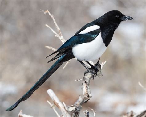 Black-Billed Magpie - American Magpie - Profile | Facts | Traits - Bird ...