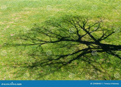 Great tree shadow stock photo. Image of casting, field - 25908402