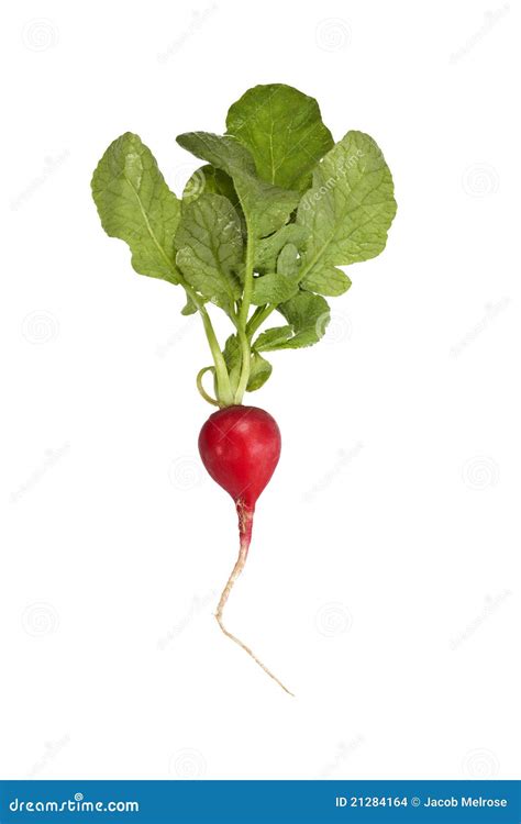 Radish with Leaves stock photo. Image of clean, sparse - 21284164