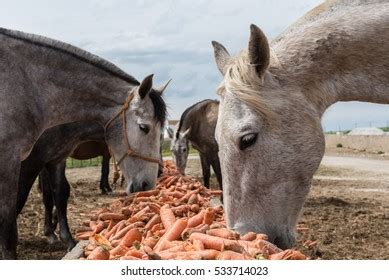 Horse Carrot Photos and Images | Shutterstock