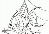 Angel Fish Coloring Page A Fun And Creative Way To Learn About Marine Life sketch template