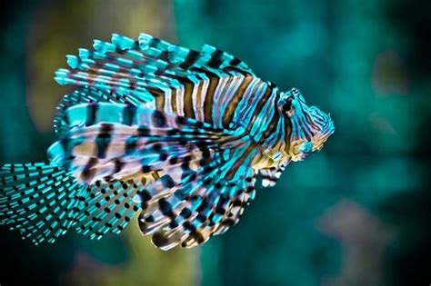 Dive into a Colorful Underwater World with Tropical Fish