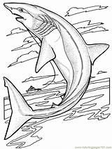 Ga Aquarium Coloring Pages sketch template