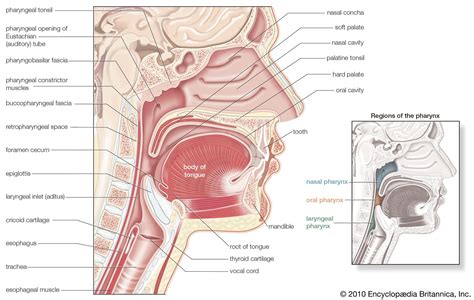 Pharynx | Definition, Location, Function, Structure, & Facts | Britannica