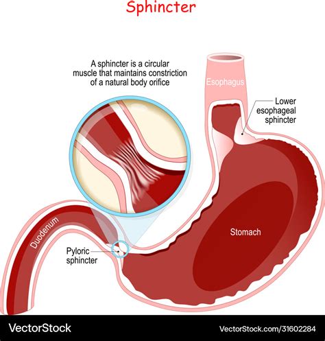 Close-up pyloric sphincter human stomach Vector Image