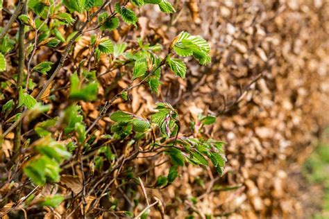 Pruning A Beech Hedgerow: Best Time To Prune Beech Hedge Plants