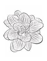 Spinach coloring page  Free Printable Coloring Pages sketch template