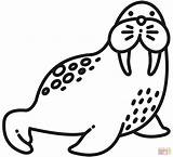 Walrus coloring Page  Free Printable Coloring Pages sketch template