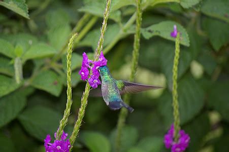 Free photo: silhouette, dusk, hummingbird, hummingbird feeder, feeder, bird, tiny | Hippopx