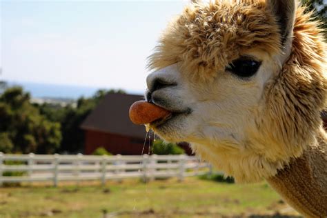 This smiling alpaca eating an orange looks blissfully happy | Jersey ...