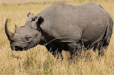 West African Black rhino Facts, Habitat, Last Sightings, Pictures and Diet