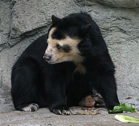 File:Spectacled Bear - Houston Zoo.jpg - Wikimedia Commons