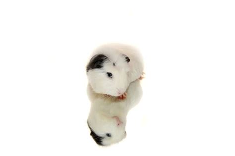 140+ Popular White Guinea Pig Names For Your Cute Furry Friend