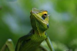 Free photo: Reptile, Chameleon, Yemen, Pets - Free Image on Pixabay - 316735