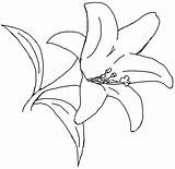 Printable Lily Flower Coloring Pages sketch template