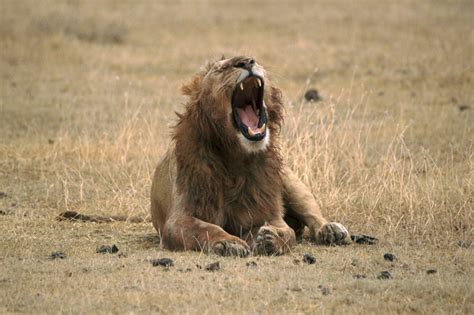 Lion Yawning Free Stock Photo - Public Domain Pictures