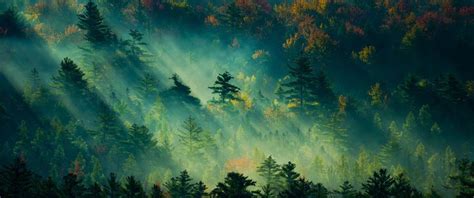Forest [3440x1440] : WidescreenWallpaper | 3440x1440 wallpaper, Forest wallpaper, Digital painting