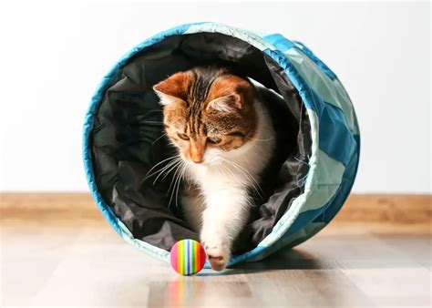 17 Easy Ways to Entertain Your Cat - Your Purrfect Kitty