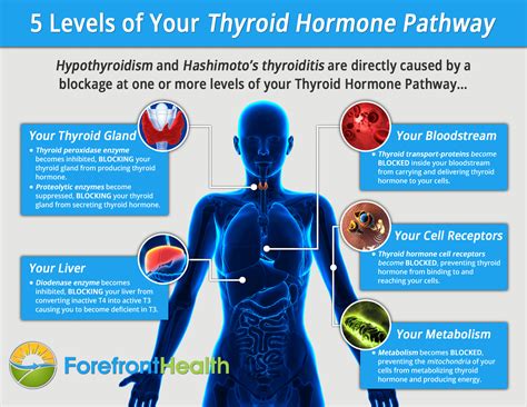 Discover five foods for hypothyroidism that together can profoundly change your thyroid health ...