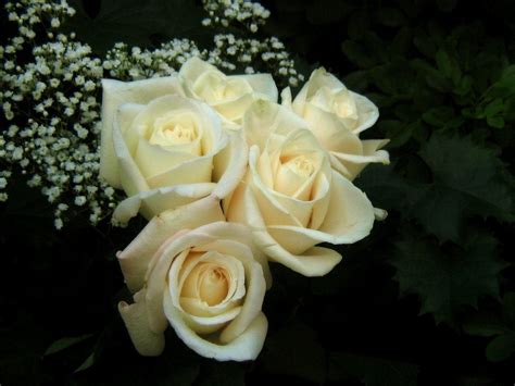 White Rose Wallpapers - Wallpaper Cave