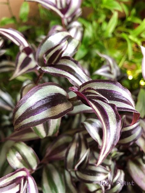 Develop Trailing Tradescantia Zebrina as a Houseplant - TOP10PRODUCTSREVIEW