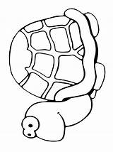 Tartarughe Colorare Disegno Turtles Noah Coloriage Tortues Arca  sketch template