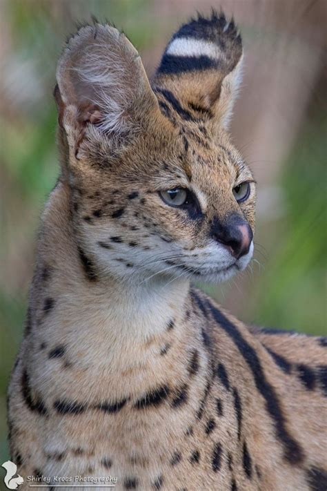 Serval | Animals beautiful, Exotic cats, Cute cats