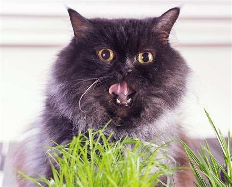 Cat Vomiting Treatment - ThePetsAbout