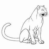 Panther Coloring Pages For Kids sketch template