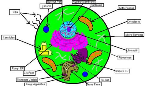 Five Creative Ways to Teach the Cell with Common Materials