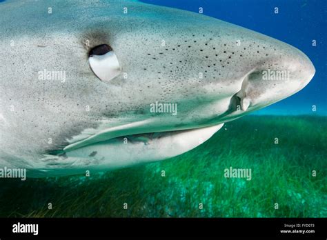 Tiburón tigre, Galeocerdo cuvier, lateral vertical, Bahamas Fotografía de stock - Alamy