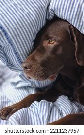 9,979 Sleeping Labrador Puppy Images, Stock Photos & Vectors | Shutterstock