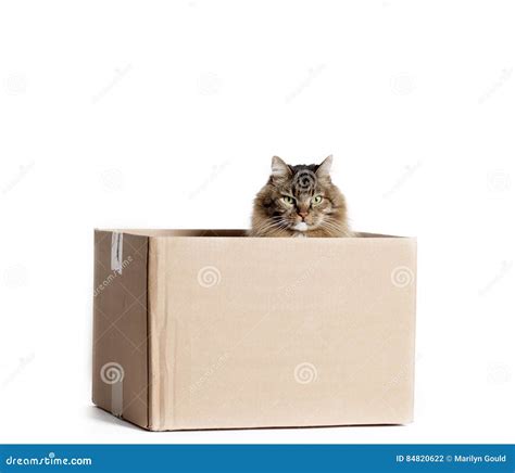 Cat in Cardboard Box stock photo. Image of gould, white - 84820622