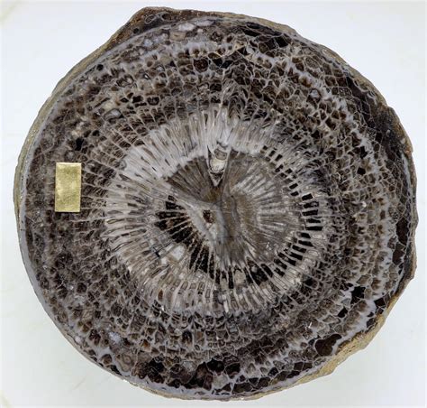 Giant Carboniferous Irish corals - Member Collections - The Fossil Forum