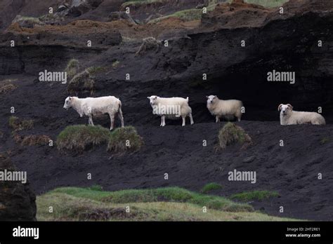 Schaf / Sheep / Ovis Stock Photo - Alamy