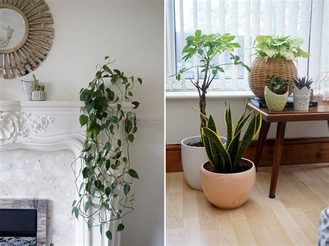 10 Of The Easiest House Plants To Care For | Hey, Mama