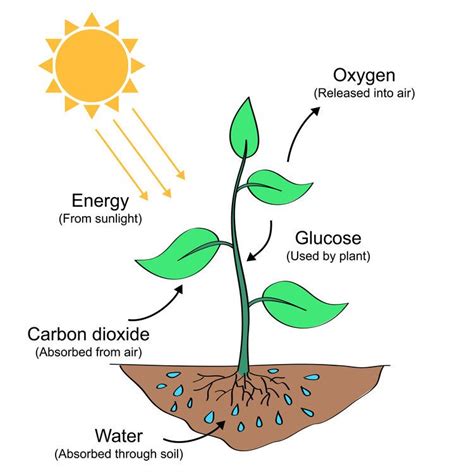 Photosynthesis — The Productive Teacher | Proceso de la fotosintesis, Fotosintesis y respiracion ...