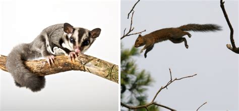 Sugar Glider vs Flying Squirrel: Meet the Sky-Faring Rodents! | Own ...