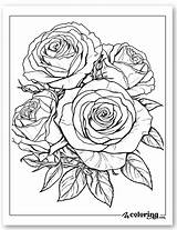 🌹 Free Printable Roses Coloring Page For Relaxing Fun 🎨  Rose sketch template