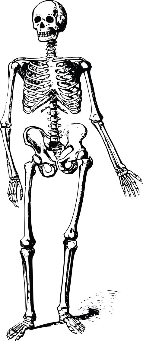 Cartoon Skeleton Pictures ~ Cute Skeleton Cartoon Royalty Free Vector Image | Bodaswasuas