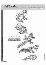Coloring Page Tadpoles For Schools sketch template