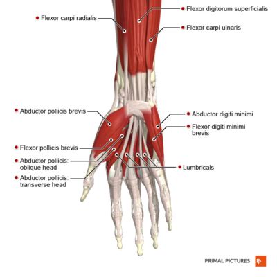 Wrist and Hand Examination - Physiopedia